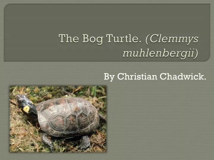 the bog turtle clemmys muhlenbergii
