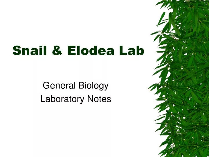 snail elodea lab