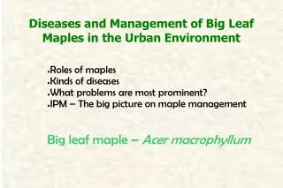 Diseases and Management of Big Leaf Maples in the Urban Environment