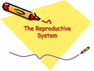 The Reproductive System