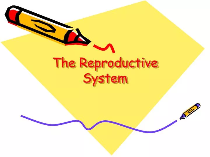 the reproductive system