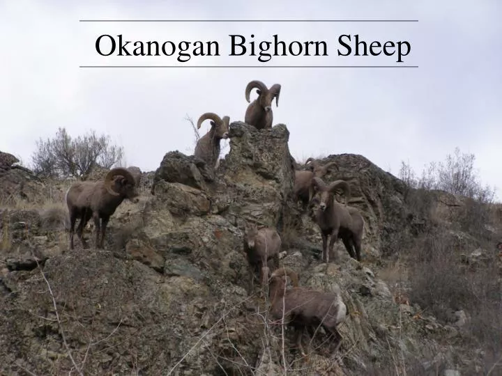 okanogan bighorn sheep