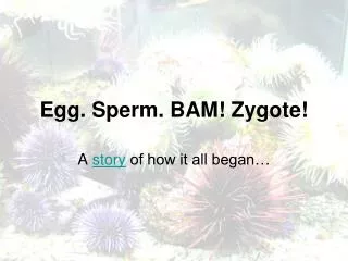 Egg. Sperm. BAM! Zygote!