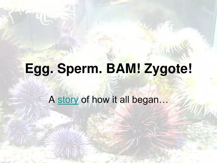 egg sperm bam zygote