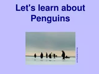 Let's learn about Penguins