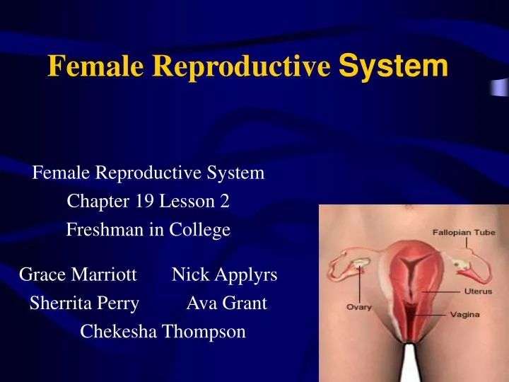 female reproductive system