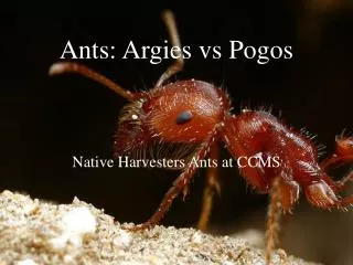 Ants: Argies vs Pogos