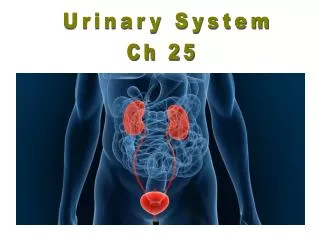 Urinary System