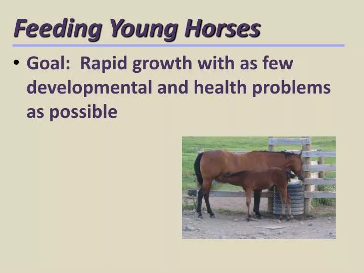 feeding young horses