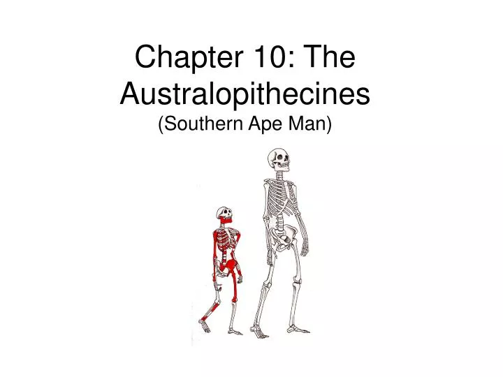 chapter 10 the australopithecines southern ape man