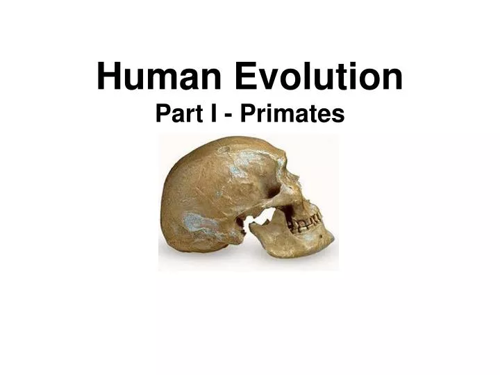 human evolution part i primates