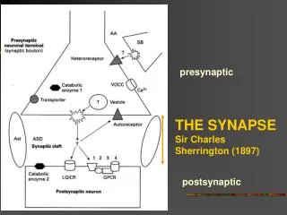 THE SYNAPSE Sir Charles Sherrington (1897)