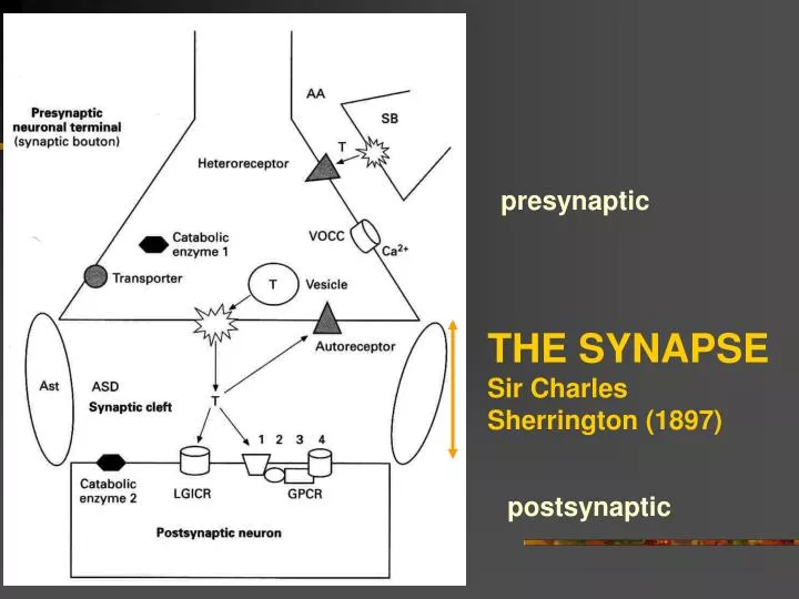 the synapse sir charles sherrington 1897
