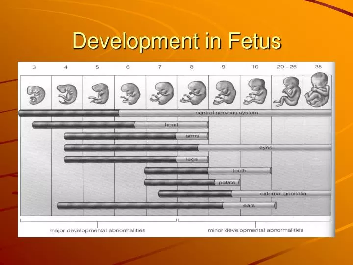 development in fetus