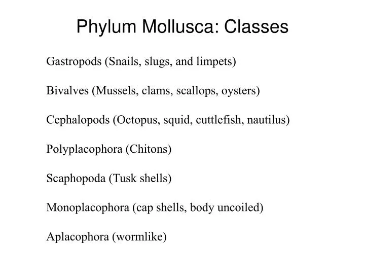phylum mollusca classes