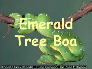 Emerald Tree Boa