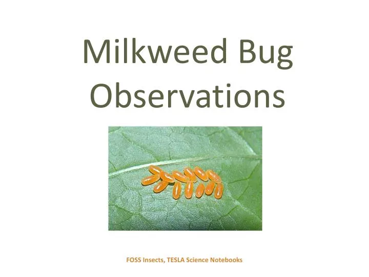 milkweed bug observations