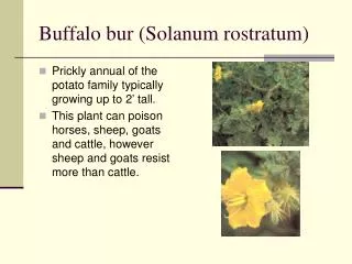 Buffalo bur (Solanum rostratum)