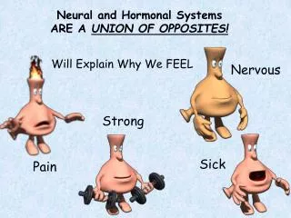 Neural and Hormonal Systems ARE A UNION OF OPPOSITES!