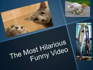 The most hilarious funny video