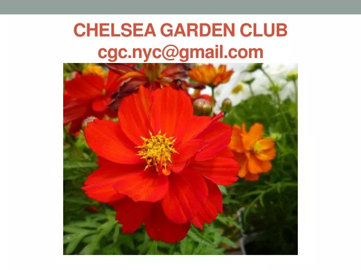chelsea garden club cgc nyc@gmail com