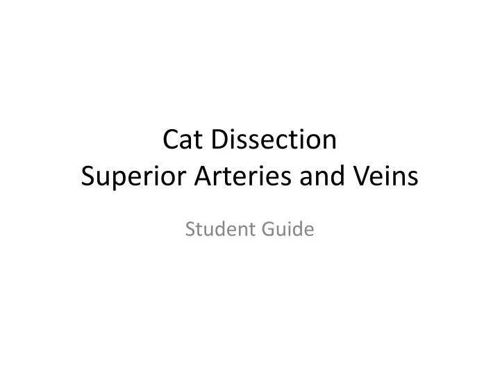 cat dissection superior arteries and veins