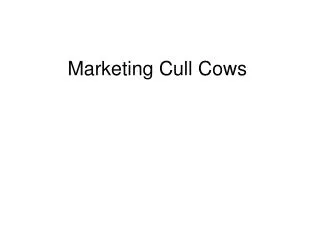 Marketing Cull Cows