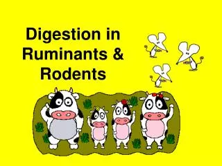 Digestion in Ruminants &amp; Rodents