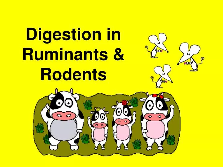 digestion in ruminants rodents