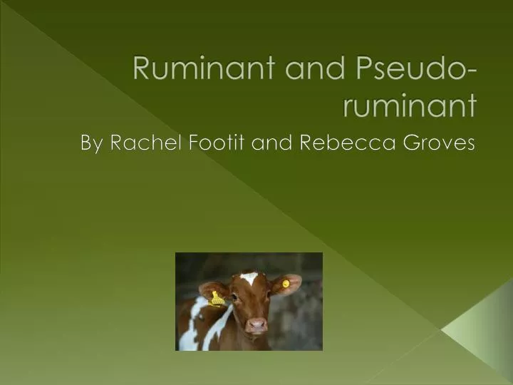 ruminant and pseudo ruminant