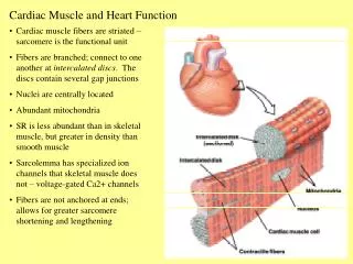 Cardiac Muscle and Heart Function