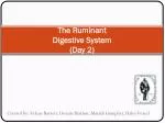 The Ruminant Digestive System (Day 2) - slide 1