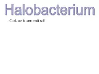 Halobacterium