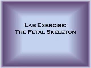 Lab Exercise: The Fetal Skeleton