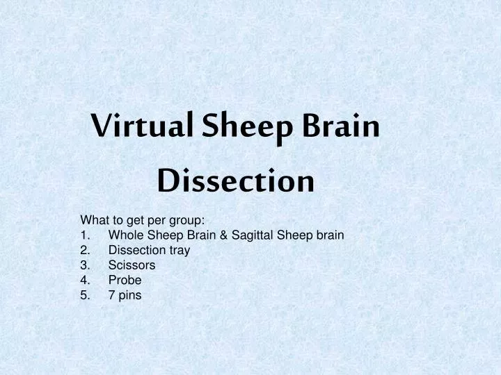 virtual sheep brain dissection