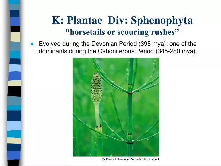 k plantae div sphenophyta horsetails or scouring rushes