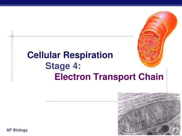 cellular respiration stage 4 electron transport chain