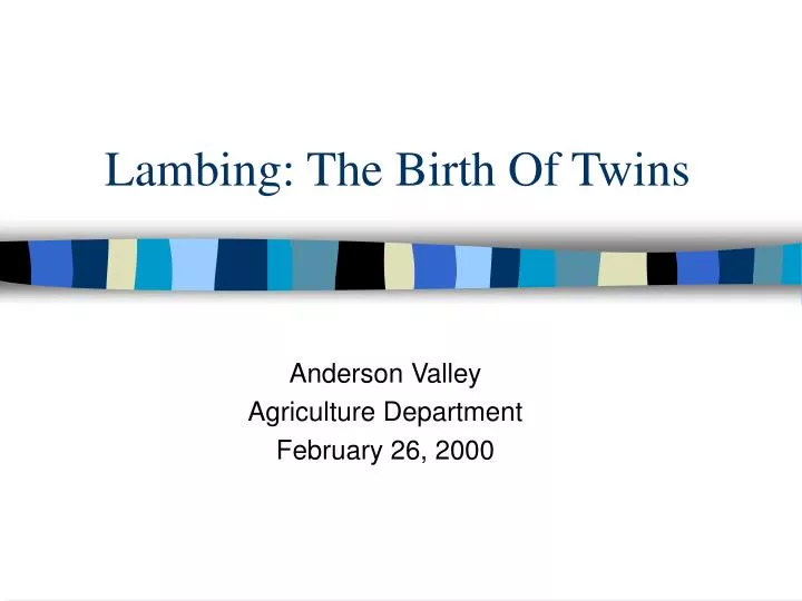 lambing the birth of twins
