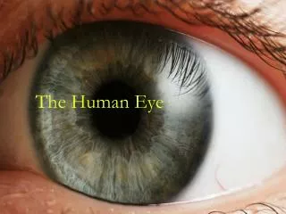 The Human Eye