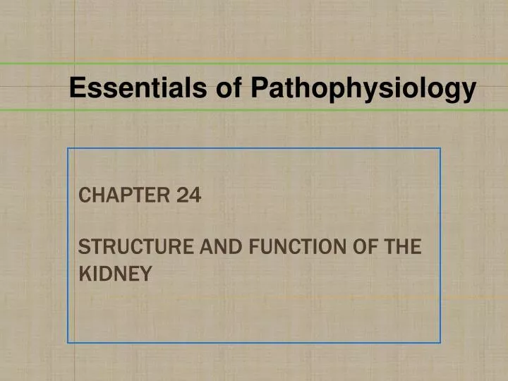 chapter 24 structure and function of the kidney