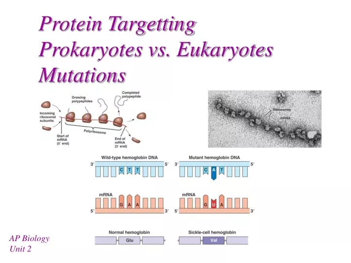protein targetting prokaryotes vs eukaryotes mutations