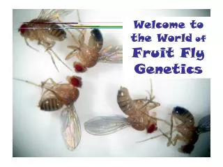 Welcome to the World of Fruit Fly Genetics