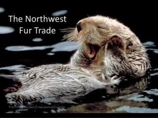 The Northwest Fur Trade