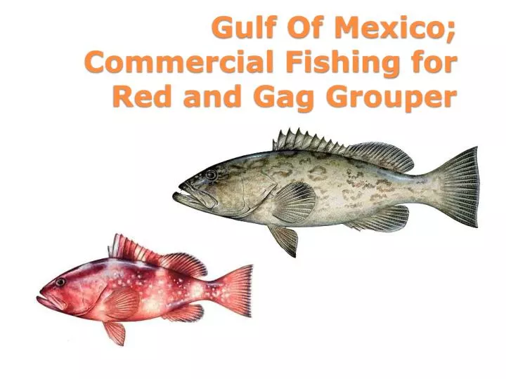 gulf of mexico commercial fishing for red and gag grouper
