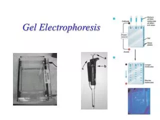 Gel Electrophoresis