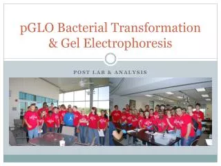 pGLO Bacterial Transformation &amp; Gel Electrophoresis