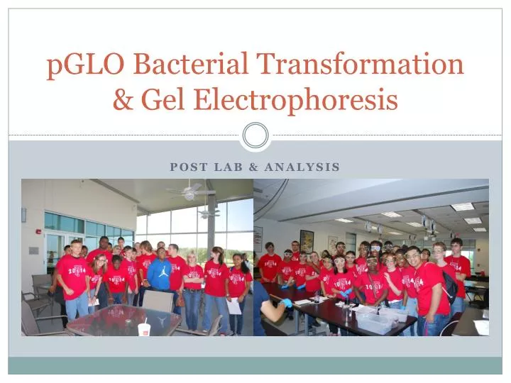 pglo bacterial transformation gel electrophoresis