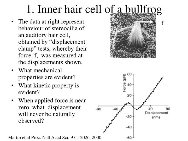 1 inner hair cell of a bullfrog
