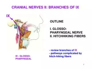 OUTLINE I. GLOSSO-PHARYNGEAL NERVE II. HITCHHIKING FIBERS