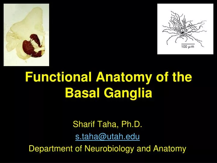 functional anatomy of the basal ganglia